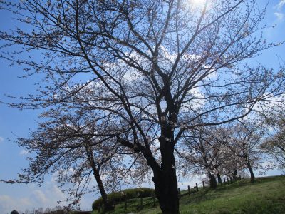 「お花見」